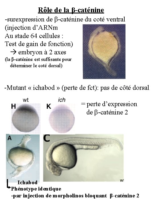 Rôle de la β-caténine -surexpression de β-caténine du coté ventral (injection d’ARNm Au stade
