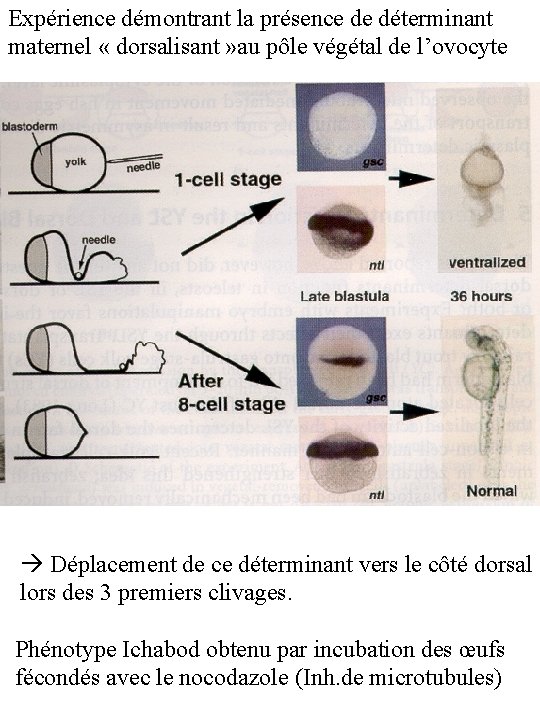 Expérience démontrant la présence de déterminant maternel « dorsalisant » au pôle végétal de