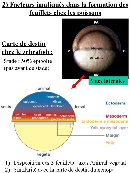 2) Facteurs impliqués dans la formation des feuillets chez les poissons Carte de destin