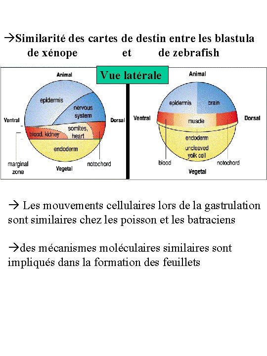  Similarité des cartes de destin entre les blastula de xénope et de zebrafish