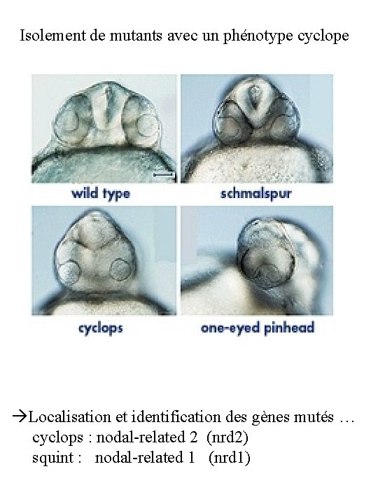 Isolement de mutants avec un phénotype cyclope Localisation et identification des gènes mutés …