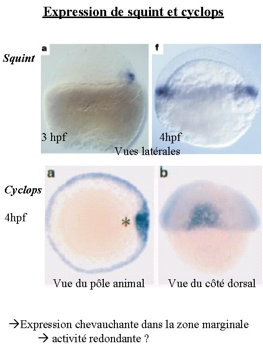 Expression de squint et cyclops Squint 3 hpf 4 hpf Vues latérales Cyclops 4