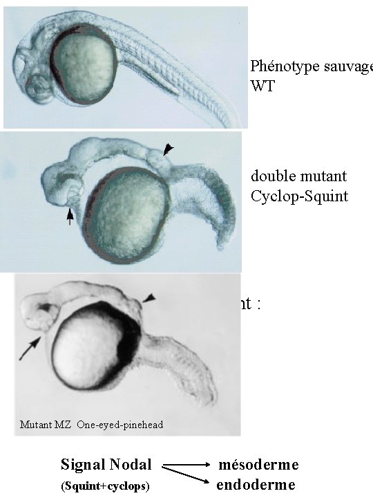 Phénotype sauvage WT double mutant Cyclop-Squint Double mutant Cyclop-Squint : pas d’endoderme Pas de