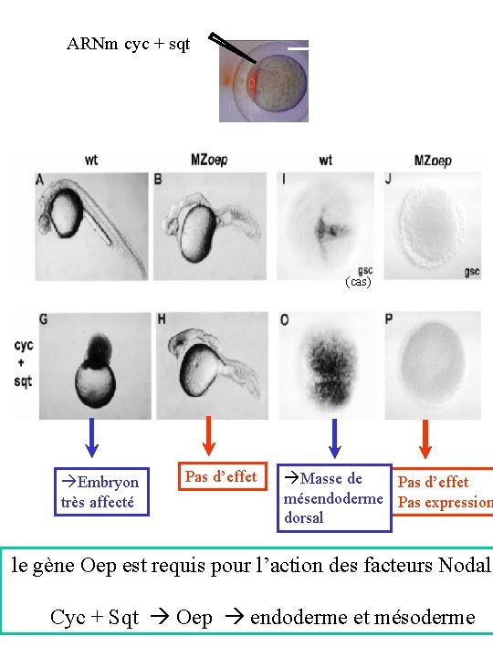 ARNm cyc + sqt (cas) Embryon très affecté Pas d’effet Masse de Pas d’effet