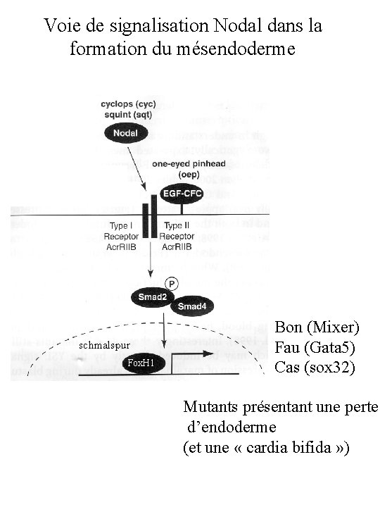 Voie de signalisation Nodal dans la formation du mésendoderme Page 20 solnica schmalspur Fox.