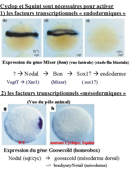 Cyclop et Squint sont nécessaires pour activer 1) les facteurs transcriptionnels « endodermiques »
