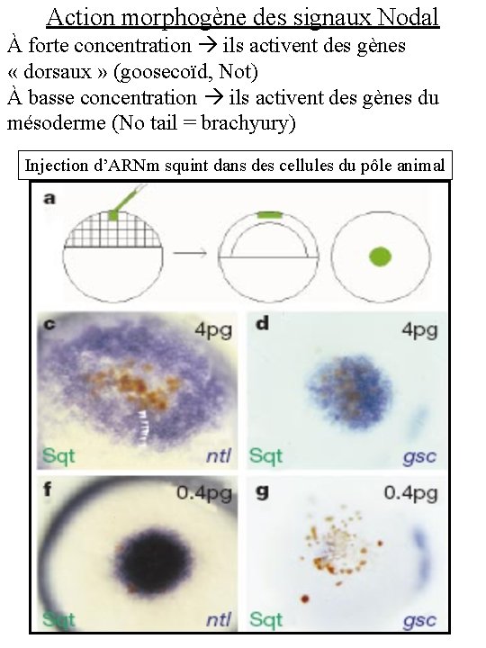 Action morphogène des signaux Nodal À forte concentration ils activent des gènes « dorsaux