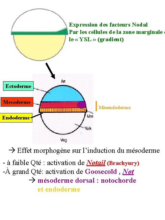 Expression des facteurs Nodal Par les cellules de la zone marginale e le «