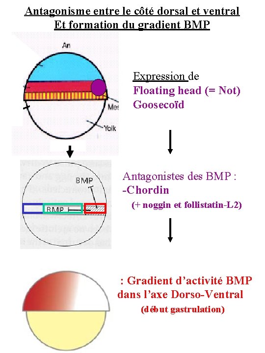 Antagonisme entre le côté dorsal et ventral Et formation du gradient BMP Expression de