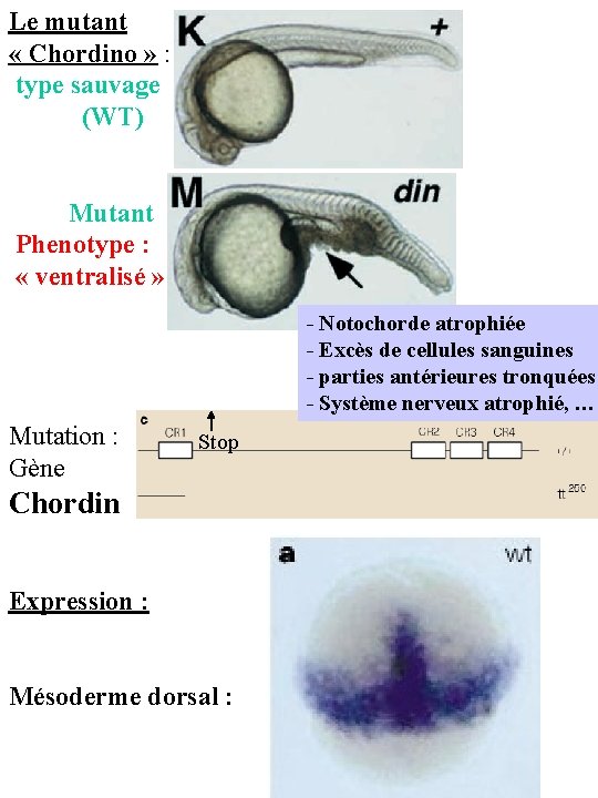 Le mutant « Chordino » : type sauvage (WT) Mutant Phenotype : « ventralisé