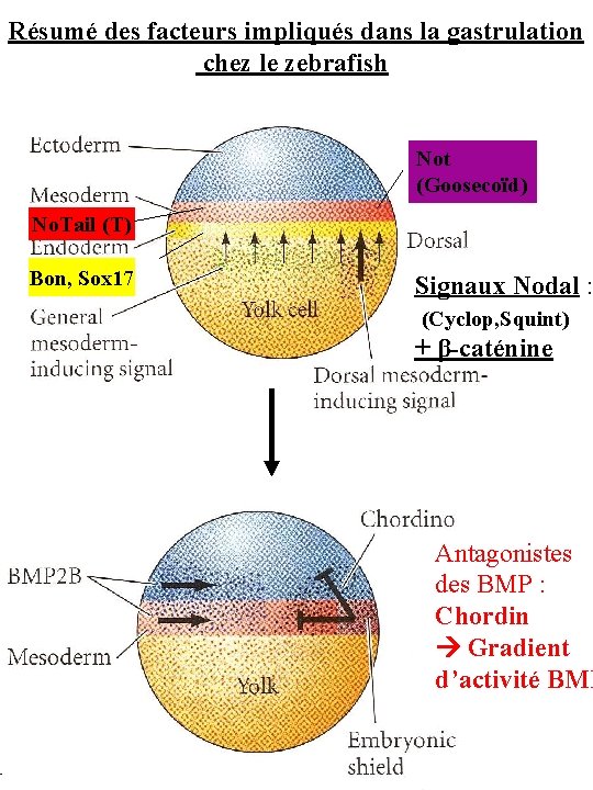Résumé des facteurs impliqués dans la gastrulation chez le zebrafish Not (Goosecoïd) No. Tail
