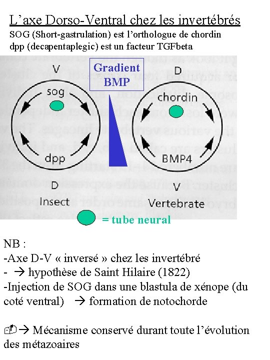 L’axe Dorso-Ventral chez les invertébrés SOG (Short-gastrulation) est l’orthologue de chordin dpp (decapentaplegic) est