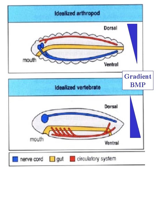 Gradient BMP 