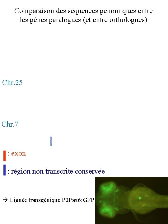 Comparaison des séquences génomiques entre les gènes paralogues (et entre orthologues) Chr. 25 Chr.