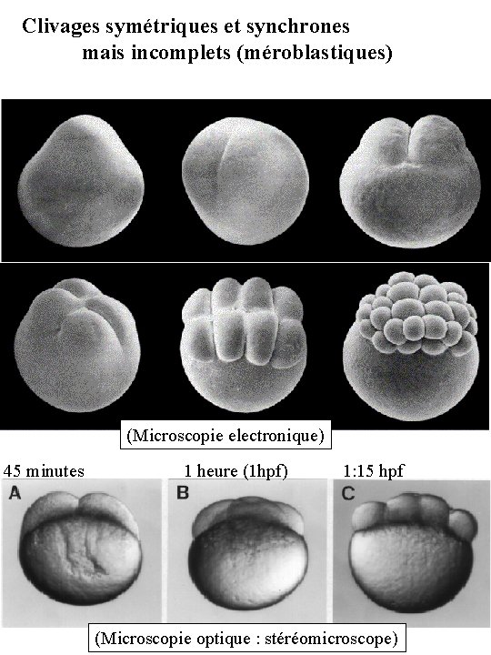 Clivages symétriques et synchrones mais incomplets (méroblastiques) (Microscopie electronique) 45 minutes 1 heure (1