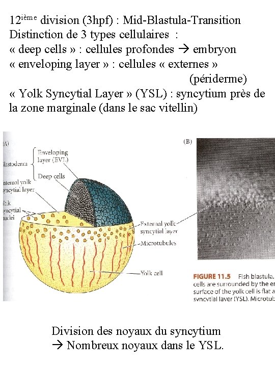 12 ième division (3 hpf) : Mid-Blastula-Transition Distinction de 3 types cellulaires : «