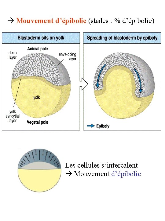  Mouvement d’épibolie (stades : % d’épibolie) Les cellules s’intercalent Mouvement d’épibolie 