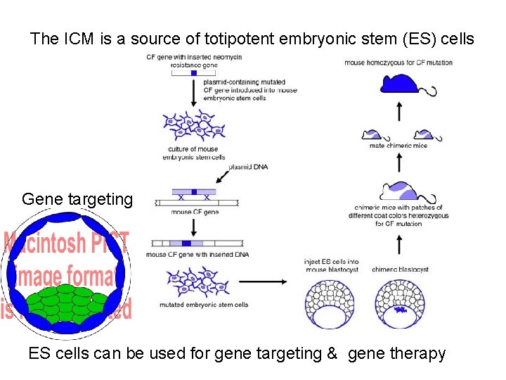 The ICM is a source of totipotent embryonic stem (ES) cells Gene targeting ES