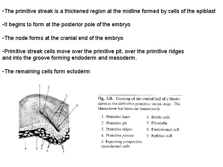  • The primitive streak is a thickened region at the midline formed by