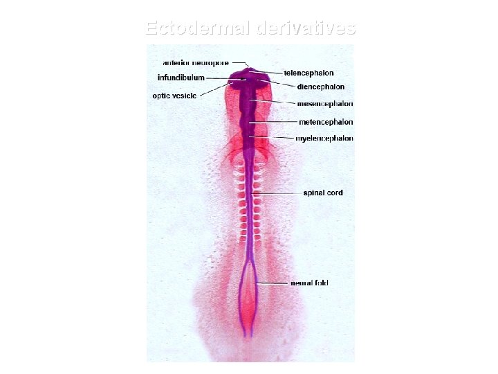 Ectodermal derivatives 