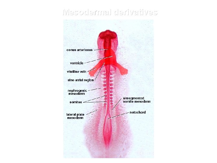 Mesodermal derivatives 