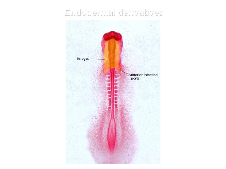 Endodermal derivatives 