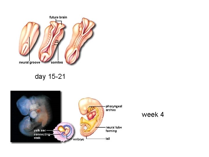 day 15 -21 week 4 