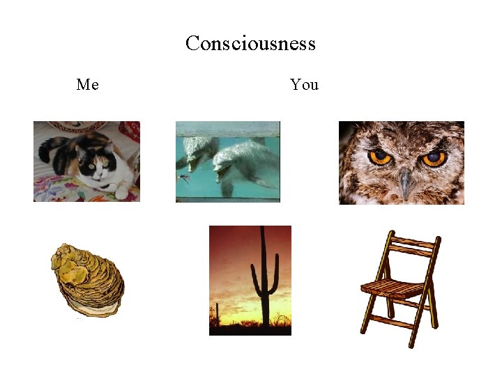 Consciousness Me You 