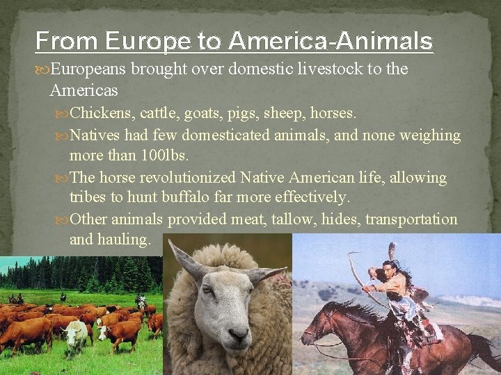 From Europe to America-Animals Europeans brought over domestic livestock to the Americas Chickens, cattle,