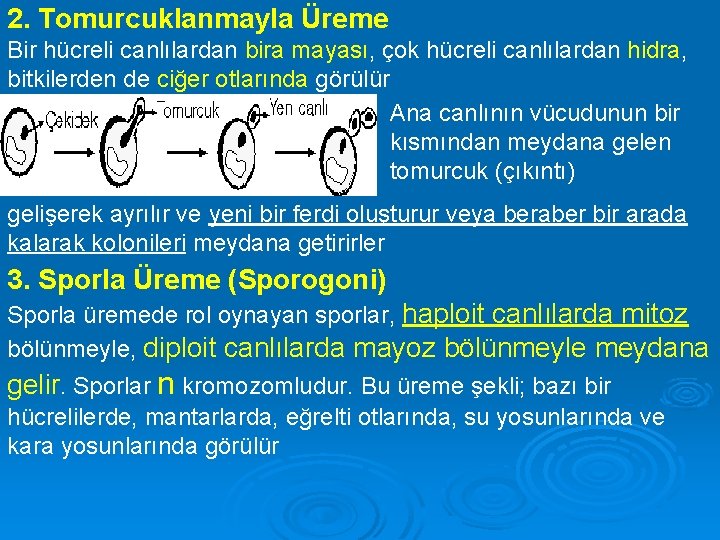 2. Tomurcuklanmayla Üreme Bir hücreli canlılardan bira mayası, çok hücreli canlılardan hidra, bitkilerden de