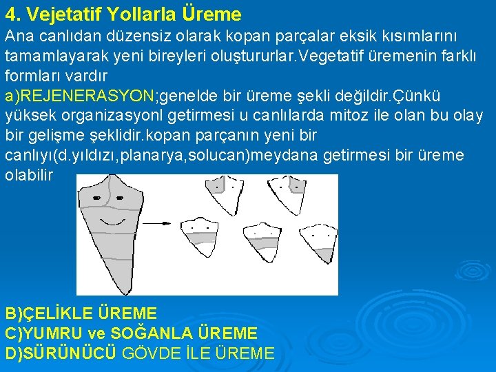 4. Vejetatif Yollarla Üreme Ana canlıdan düzensiz olarak kopan parçalar eksik kısımlarını tamamlayarak yeni