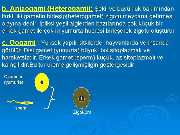 b. Anizogami (Heterogami): Şekil ve büyüklük bakımından farklı iki gametin birleşip(heterogamet) zigotu meydana getirmesi