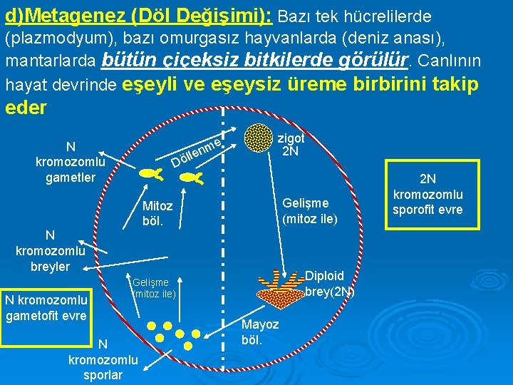 d)Metagenez (Döl Değişimi): Bazı tek hücrelilerde (plazmodyum), bazı omurgasız hayvanlarda (deniz anası), mantarlarda bütün