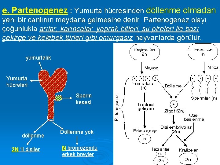 e. Partenogenez : Yumurta hücresinden döllenme olmadan yeni bir canlının meydana gelmesine denir. Partenogenez