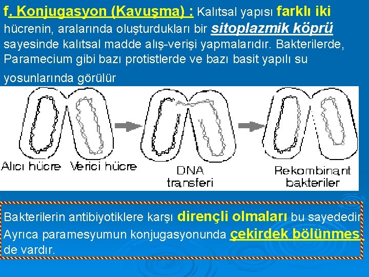 f. Konjugasyon (Kavuşma) : Kalıtsal yapısı farklı iki hücrenin, aralarında oluşturdukları bir sitoplazmik köprü