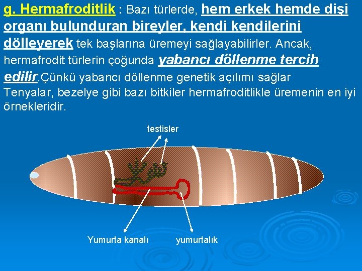 g. Hermafroditlik : Bazı türlerde, hem erkek hemde dişi organı bulunduran bireyler, kendilerini dölleyerek