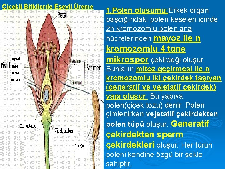 Çiçekli Bitkilerde Eşeyli Üreme 1. Polen oluşumu: Erkek organ başcığındaki polen keseleri içinde 2