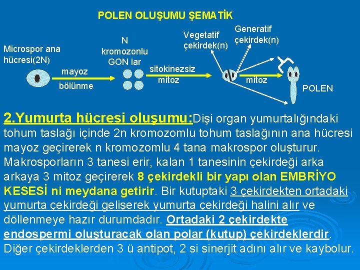 POLEN OLUŞUMU ŞEMATİK Microspor ana hücresi(2 N) mayoz bölünme Generatif Vegetatif çekirdek(n) N kromozonlu