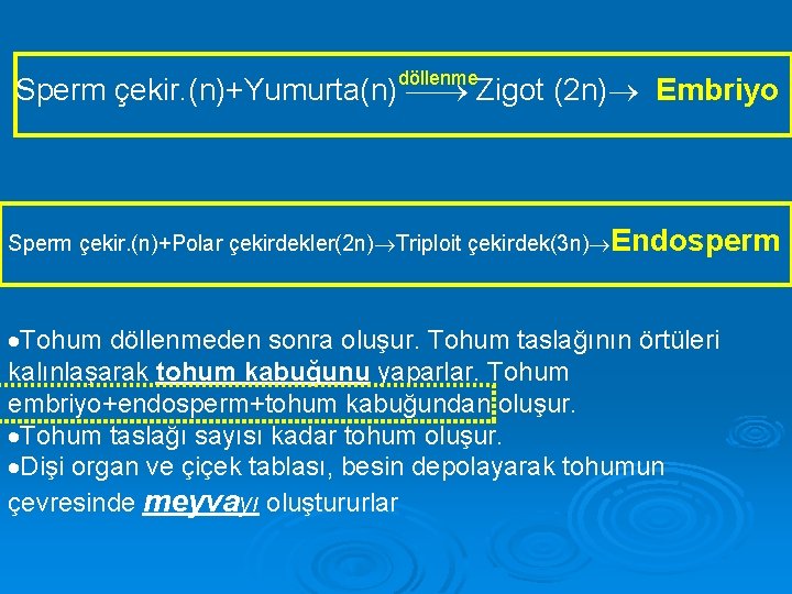 döllenme Sperm çekir. (n)+Yumurta(n) Zigot (2 n) Embriyo Sperm çekir. (n)+Polar çekirdekler(2 n) Triploit