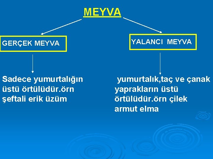 MEYVA GERÇEK MEYVA Sadece yumurtalığın üstü örtülüdür. örn şeftali erik üzüm YALANCI MEYVA yumurtalık,