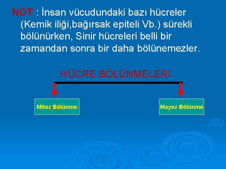 NOT : İnsan vücudundaki bazı hücreler (Kemik iliği, bağırsak epiteli Vb. ) sürekli bölünürken,