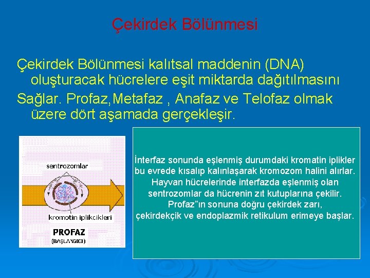 Çekirdek Bölünmesi kalıtsal maddenin (DNA) oluşturacak hücrelere eşit miktarda dağıtılmasını Sağlar. Profaz, Metafaz ,