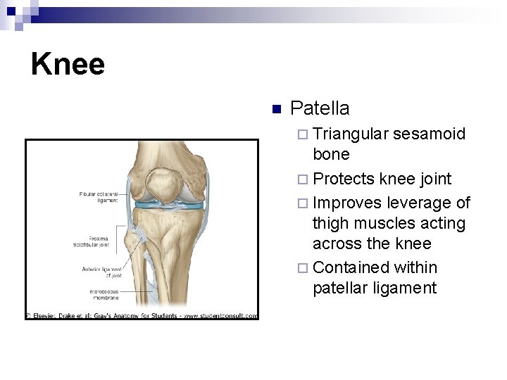 Knee n Patella ¨ Triangular sesamoid bone ¨ Protects knee joint ¨ Improves leverage