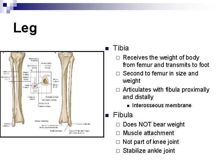 Leg n Tibia Receives the weight of body from femur and transmits to foot