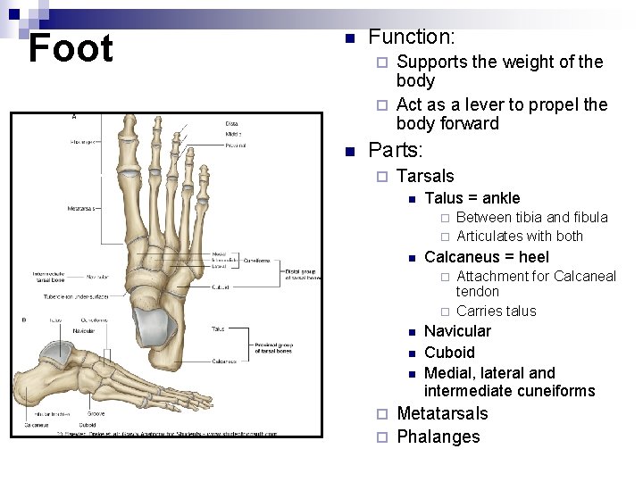 Foot n Function: Supports the weight of the body ¨ Act as a lever