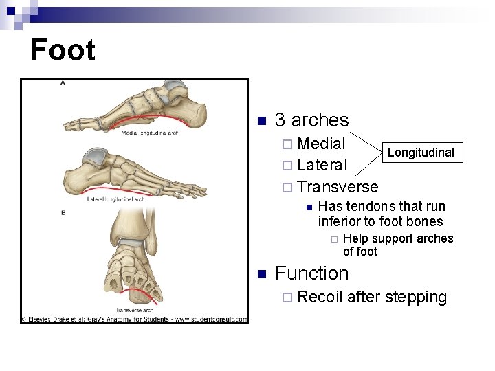 Foot n 3 arches ¨ Medial ¨ Lateral Longitudinal ¨ Transverse n Has tendons