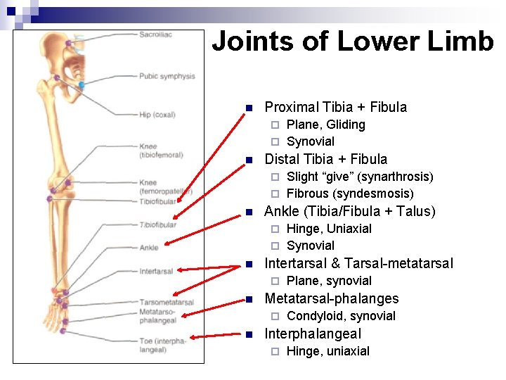 Joints of Lower Limb n Proximal Tibia + Fibula Plane, Gliding ¨ Synovial ¨