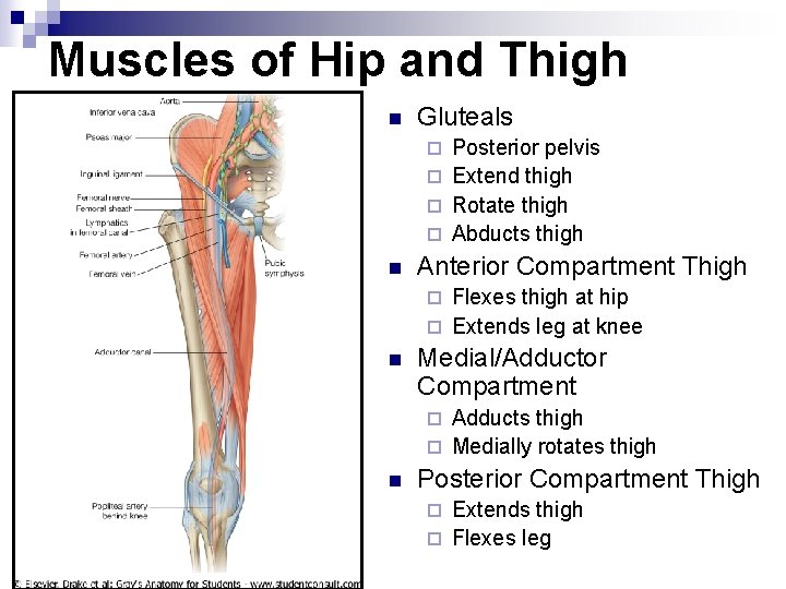 Muscles of Hip and Thigh n Gluteals Posterior pelvis ¨ Extend thigh ¨ Rotate