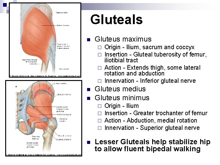 Gluteals n Gluteus maximus Origin - Ilium, sacrum and coccyx Insertion - Gluteal tuberosity