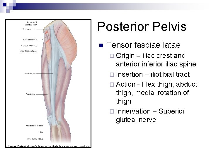 Posterior Pelvis n Tensor fasciae latae ¨ Origin – iliac crest and anterior inferior